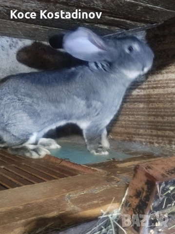 заици , снимка 3 - Чинчили - 54266085