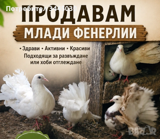 Продавам зеброви амадинки и гълъби , снимка 2 - Амадини - 54847028