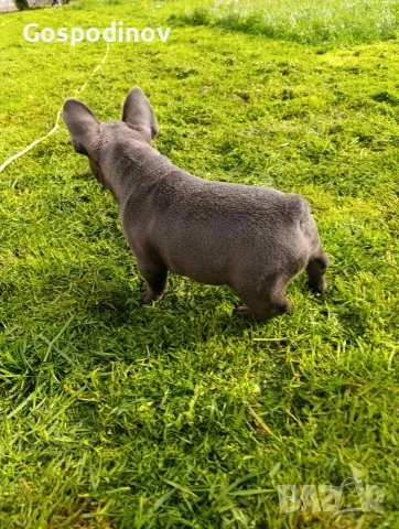 Френски булдог чистокръвен, снимка 3 - Френски булдог - 51358129