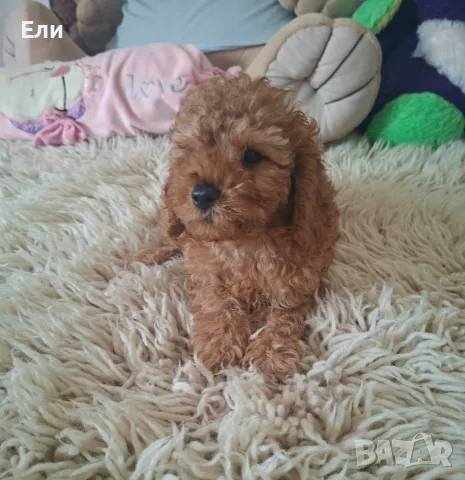 Мини пудел момиченце 