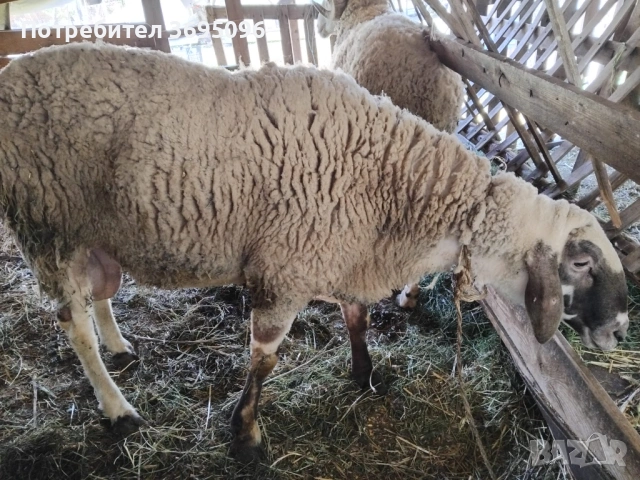 Кочове, снимка 4 - Овце - 54270503