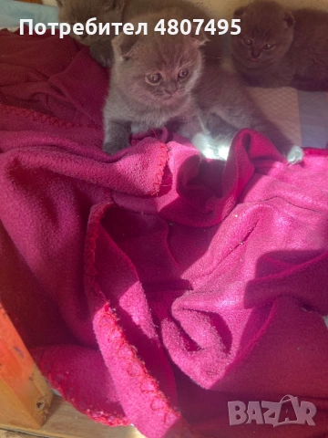 Продавам шотландски клепоухи малки котенца 😻, снимка 7 - Други - 54309809