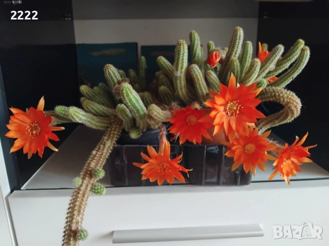 Кактус 