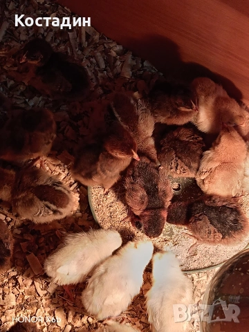 пилета катунски.. червена линия, сребърна линия, нюхемпшир , снимка 8 - Кокошки и пуйки - 54051096