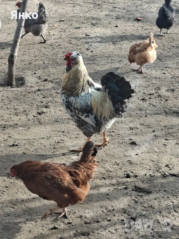 Петли, снимка 5 - Кокошки и пуйки - 54186401