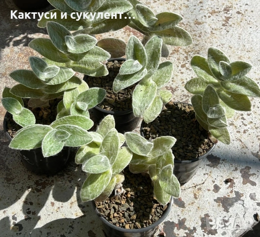 Сукулент Tradescantia sillamontana растение , снимка 5 - Градински цветя и растения - 54982725