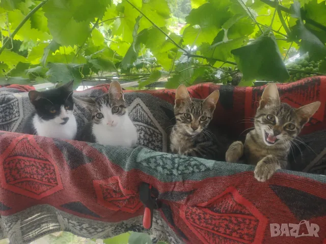 Подарява котенца-котки