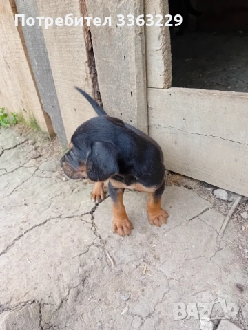 Продавам гонче, снимка 2 - Гонче - 54358672