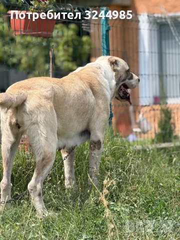 САО  Алабай 2бр.