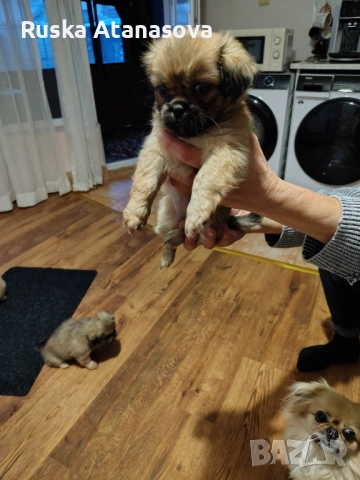 Сладки пекинезчета , снимка 4 - Пекинез - 54031422