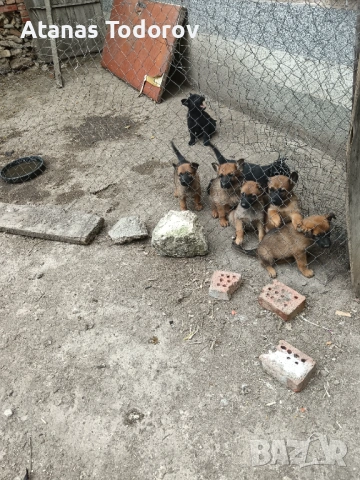 Белгийски овчарки