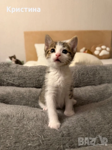 Котенца си търсят дом!