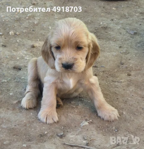 Английски кокер шпаньол, снимка 2 - Кокер шпаньол - 55661860
