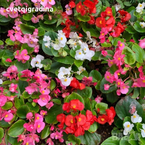 Begonia(Бегония)