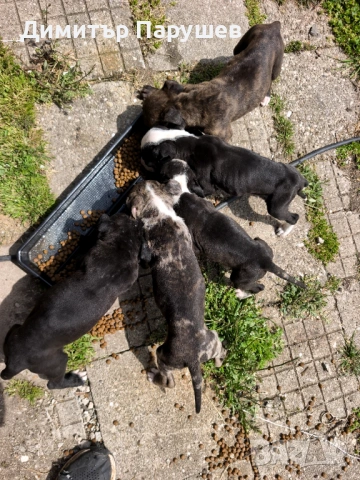 Малки потбулчета , снимка 11 - Питбул - 54251823