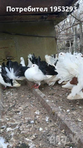 Фенерлий много красиви , снимка 5 - Гълъби - 54163174