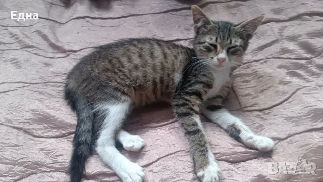 Подарявам добри котета,на добри хора., снимка 4 - Други - 55366035