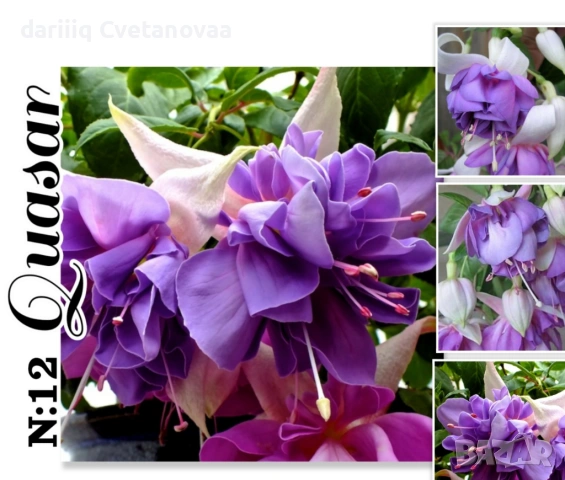 КАСКАДНА ФУКСИЯ ЦАРИЦАТА НА ЦВЕТЯТА , снимка 4 - Градински цветя и растения - 54220317