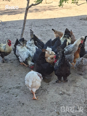 Оплодени яйца