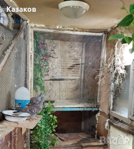Продавам /заменям/ гвинейски гълъби, снимка 2 - други­ - 54722751
