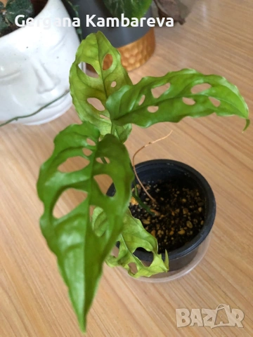 Monstera Obliqua Peru 
