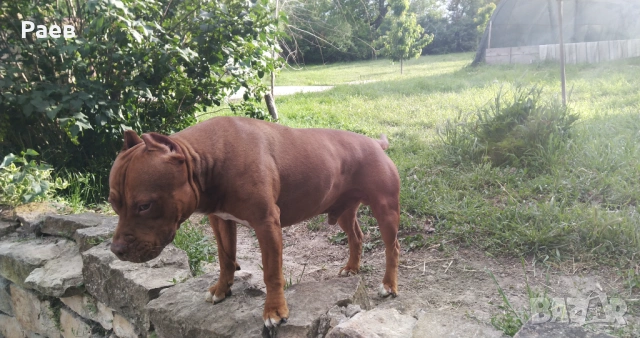 Американски питбул териер ,,Ред ноус''(American pitbull terrier Red nose), снимка 7 - Питбул - 54653295