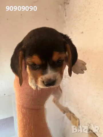 Продавам Бигъл  ., снимка 3 - Бигъл - 55594181