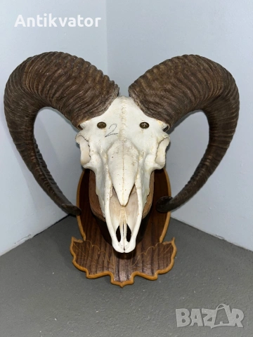 Трофеи от муфлони, снимка 11 - Декорация за дома - 54321341