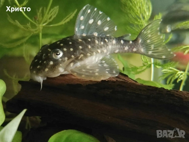 L 201 Hypancistrus inspector