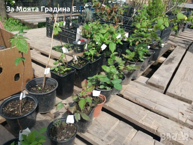 Къпина - Уашито сладка без бодли, снимка 7 - Разсади - 54021060