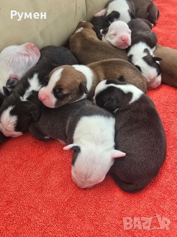 Американски стафордшир териер , снимка 7 - Американски стафордширски териер - 53970216