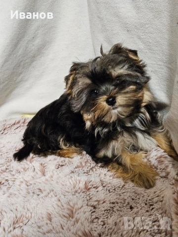 Йоркширски териер , снимка 5 - Йоркширски териер - 54371559