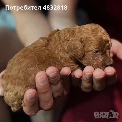 Пудел ТОЙ