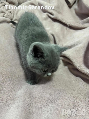 малка британска принцеса, снимка 17 - Британска късокосместа - 54480971