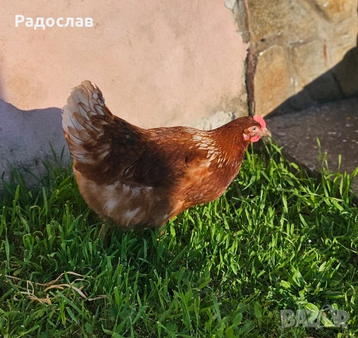 Ярки Ломан Браун за яйца, кокошки Носачки, петли 