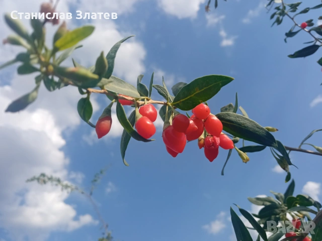 Продавам пресен плод годжи бери, снимка 8 - Други - 55053533