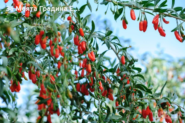 Годжи бери - Червено и жълто 