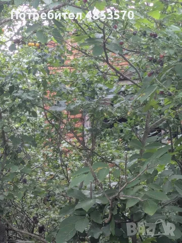 Продава се парцел в с. Дъбен, обл. Ловеч – 2,2 дка, близо до центъра, снимка 6 - Парцели - 55441713