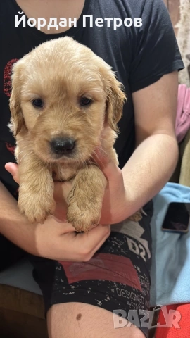 Голдън ретривър 