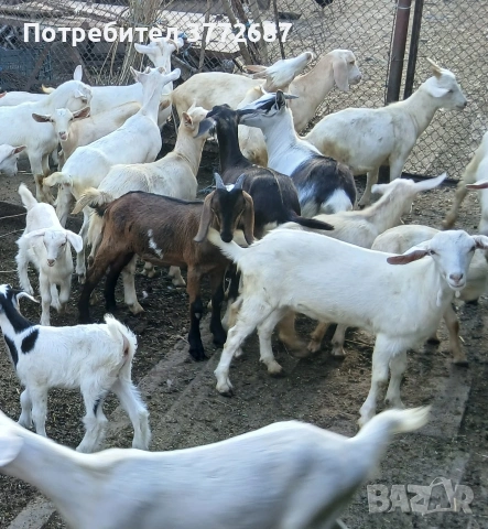 Продавам качествени домашно отгледани ярета!