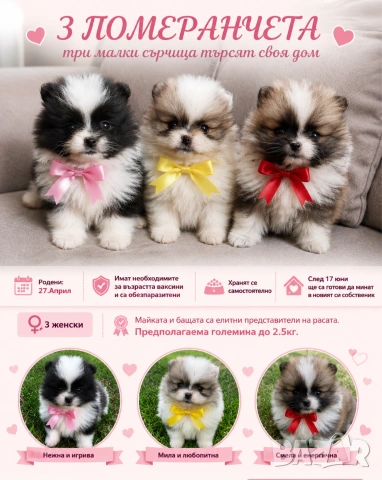 Мини померанчета