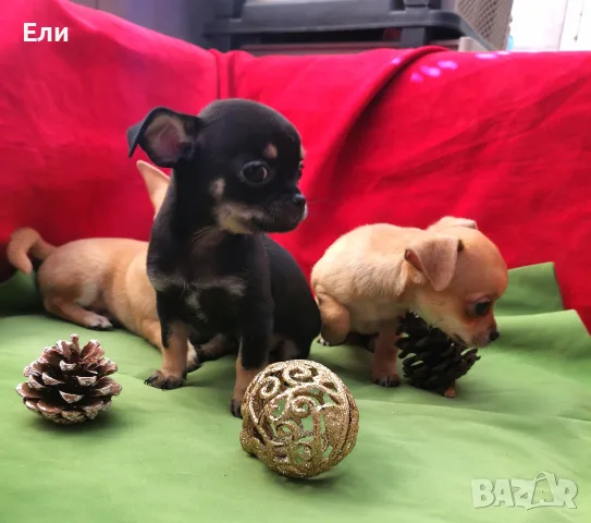 Чихуахуа мъжки и женско , снимка 7 - Чихуахуа - 55415717