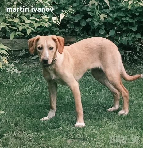 Момче и  момиче, снимка 17 - Гонче - 55537564