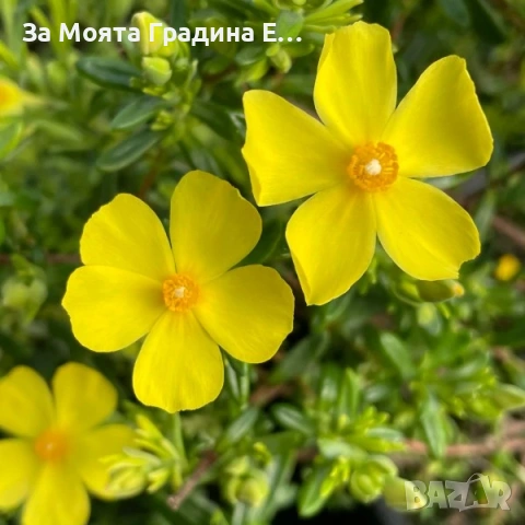 Годжи бери - Червено и жълто , снимка 8 - Градинска техника - 54020824