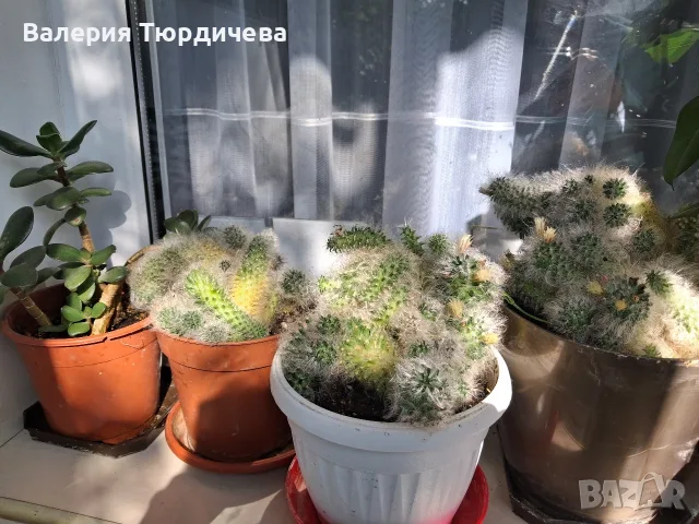 цветя,кактуси,дърво на живота,малки палмички фурми, снимка 12 - Стайни растения - 55341721