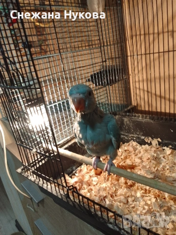 Ръчно хранено бебе Малък Александър, снимка 3 - Папагали - 54516908