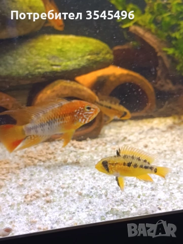 Апистограма Макмастери ред маск, снимка 2 - Рибки - 54003934