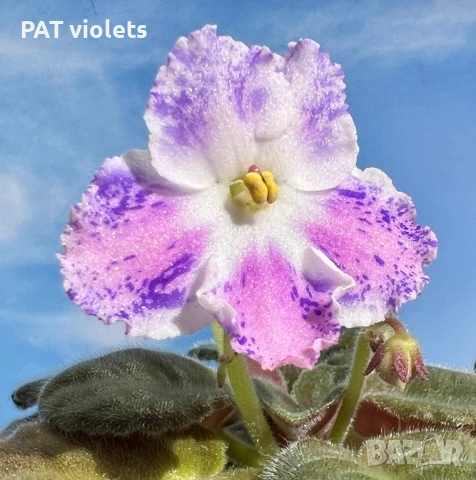 Saintpaulia Сейнтполия Сентполия African Violet Aфриканска теменужка стайна теменужка Фiалка цветя