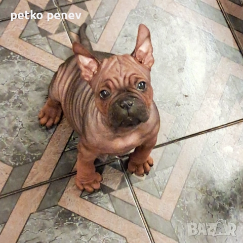 Chongqing Dog китайски булдог , снимка 5 - Други - 54381824
