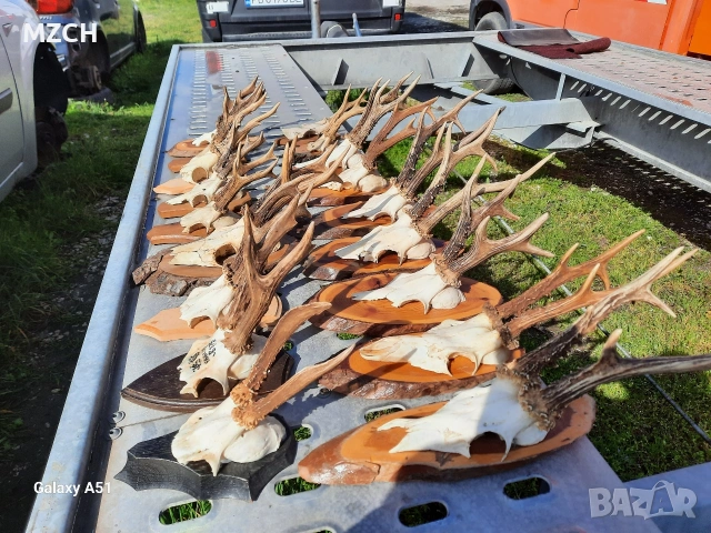 Трофей от сърндак. , снимка 12 - Декорация за дома - 54045665